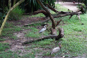 The Goliath heron (Ardea goliath) is the world's largest heron species, found primarily in...