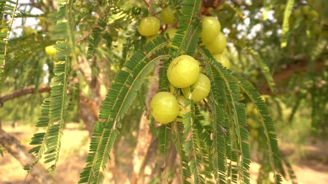 A stunning 4K video of an Indian Gooseberry tree (Phyllanthus emblica) fully laden with fresh, round amla fruits.
