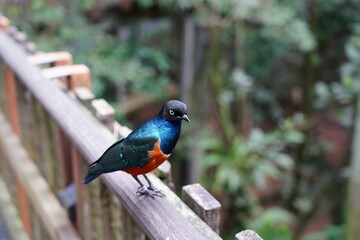 Superb Starling (Lamprotornis superbus) is a strikingly colorful bird native to the grasslands and savannas of East Africa. 