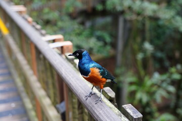 Superb Starling (Lamprotornis superbus) is a strikingly colorful bird native to the grasslands and savannas of East Africa. 