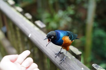 Superb Starling (Lamprotornis superbus) is a strikingly colorful bird native to the grasslands and savannas of East Africa. 