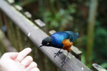 Superb Starling (Lamprotornis superbus) is a strikingly colorful bird native to the grasslands and savannas of East Africa. 