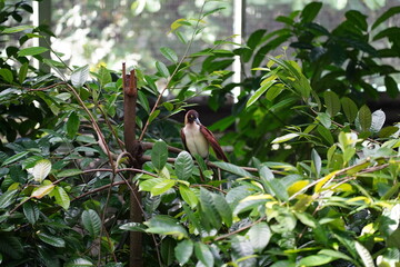 The Birds of Paradise (family Paradisaeidae) are some of the most extravagant and colorful birds in...