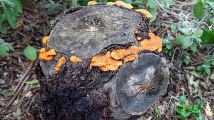 Bright orange fungi on a tree stump in a lush forest, highlighting vibrant colors and natural textures