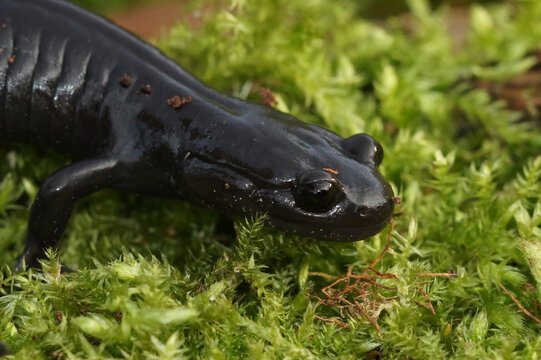 Closeup on a black Japanese lotic breeding Hynobius hirosei salamander, endemic to Shikoku Island