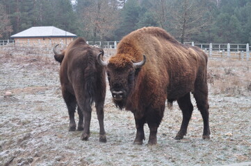Stado żubrów © Emilia
