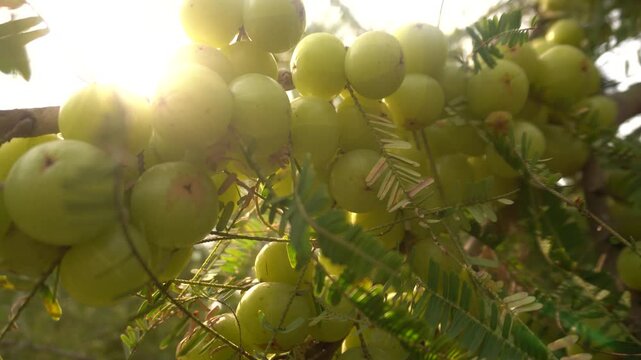 A stunning 4K video of an Indian Gooseberry tree (Phyllanthus emblica) fully laden with fresh, round amla fruits.