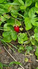 poziomka czerwona na krzaku 