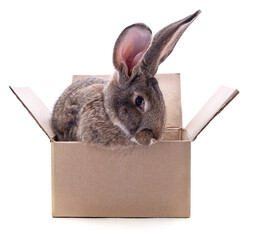 One brown rabbit in box.