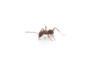 One little ant.