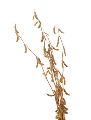 Yellow soybean pods.
