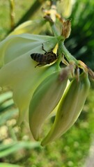 pszczoła z bliska na ciekawym kwiatku