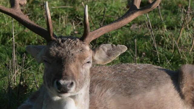 Fallow Deer (Dama dama) buck (male) chewing the cud / ruminating. December, Kent, UK.