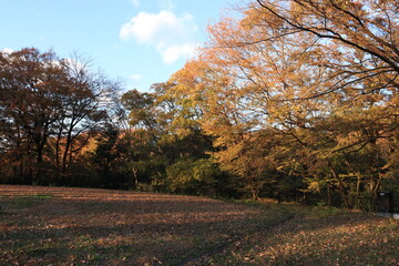 Fototapeta premium 国営武蔵丘陵森林公園