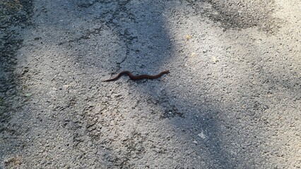 wąż pełznie przez drogę © Miroslaw