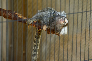 コモンマーモセット