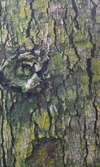Beautiful close-up of the bark of sterculia tragacantha