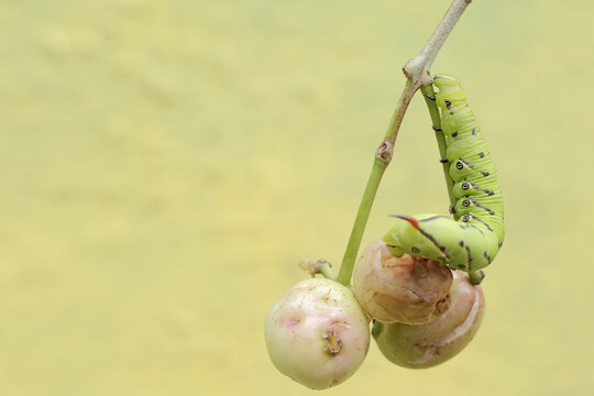 A tobacco hornworm is eating a ripe Java plum (Syzygium cumini) fruit on a tree. This bright green caterpillar has the scientific name Manduca secta.
