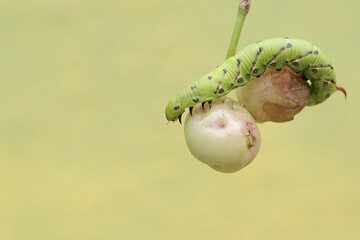 A tobacco hornworm is eating a ripe Java plum (Syzygium cumini) fruit on a tree. This bright green caterpillar has the scientific name Manduca secta.  © I Wayan Sumatika