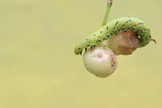 A tobacco hornworm is eating a ripe Java plum (Syzygium cumini) fruit on a tree. This bright green caterpillar has the scientific name Manduca secta.
