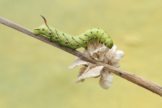 A tobacco hornworm is eating a white fungus growing on a dry tree branch. This bright green caterpillar has the scientific name Manduca secta.