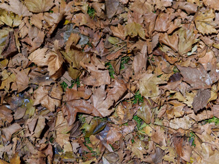 A layer of dried autumn leaves blankets the forest ground, showcasing a mix of browns and muted greens. Light filters through the trees, creating a peaceful atmosphere.