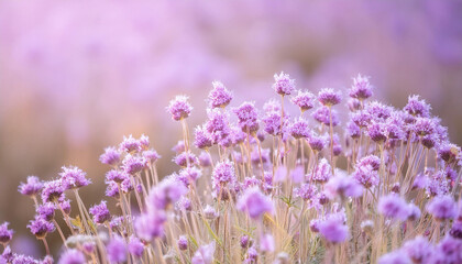 Obraz premium Close Up of Purple Flowers in a Field and Copy Space