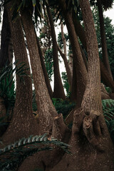 Obraz premium In a serene setting, towering trees with rough bark stretch skyward, surrounded by vibrant foliage. Sunlight filters through the leaves in the afternoon.