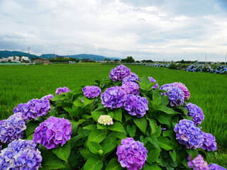 雨上がりに咲くあじさいと緑豊かな田園