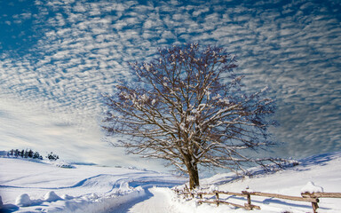 the magic of winter landscapes in the mountains