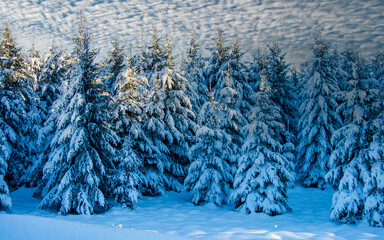 the snow whitens everything in the cold winter