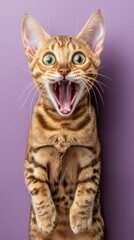 Obraz premium Playful Bengal Cat with Mouth Open Against Purple Background