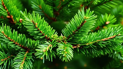 Vibrant green fir tree branches, macro photography, sharp needles, radial pattern, forest detail, natural symmetry, evergreen foliage, botanical close-up, lush texture, coniferous plant, fresh pine ne