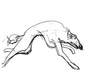 Russian Hunting Sighthound hand-drawing sketch. Minimalist ink drawing of dog Borzoi. Gazehounds line art. Hound dog illustration. Black graphics for Dog breeding business.