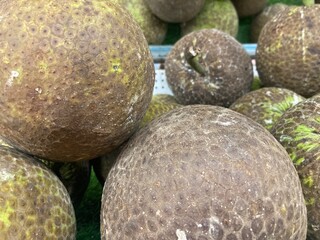 Close up of breadfruit. Staple food. Plant give phytochemicals use for insect repellent.
