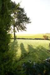 Baum im Sonnenaufgang im gegenlicht am feldrand in der niederlande