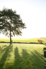 Baum im Sonnenaufgang im gegenlicht am feldrand in der niederlande