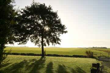 Baum im Sonnenaufgang im gegenlicht am feldrand in der niederlande