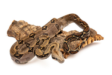 Naklejka premium Costa Rica Boa Constrictor Isolated on White Background - Exotic Wildlife