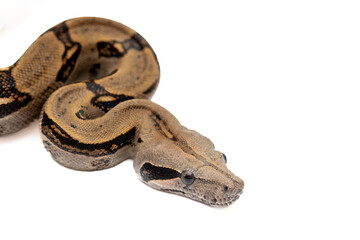 Costa Rica Boa Constrictor Isolated on White Background - Exotic Wildlife