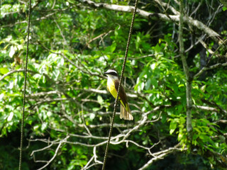 Small bird with yellow breast, black head, and white throat perched on a thin rope against a backdrop of green foliage.