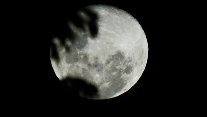 A full moon is partially obscured by the silhouette of a tree. The moon's surface is visible, showing its craters and the Earth's shadow.
