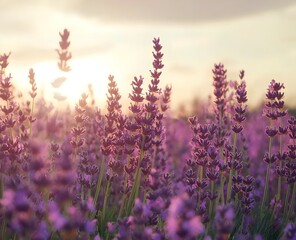 Fototapeta premium Lavender fields stretching under a clear sky radiate vibrant purple hues and a soothing fragrance