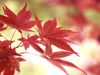 日本の紅葉