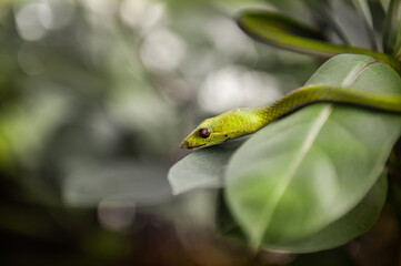Green small snake close up view at leaf tree