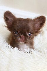 Mini chihuahua dog on a soft bed, dog age 4 months
