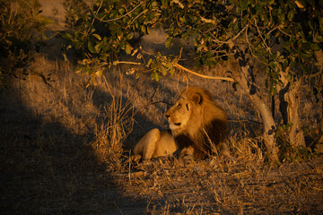 Big lion lying on savannah grass. Landscape with characteristic trees on the plain and hills in the background