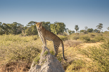 leopard looking for prey in African savanna botswana  (Panthera pardus)