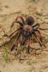 The Antilles pinktoe tarantula (Caribena versicolor), also known as the Martinique red tree spider...