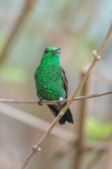 Hummingbird(Trochilidae)Flying gems ecuador costa rica panama